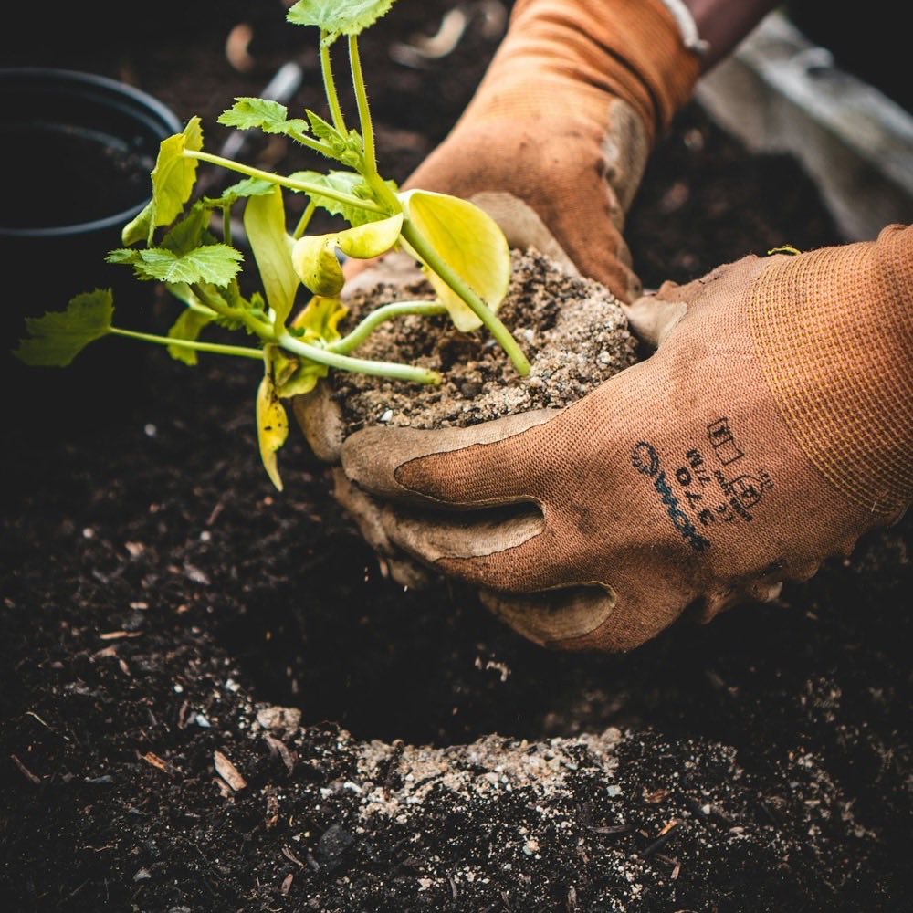 Gloved hands planting a seedling