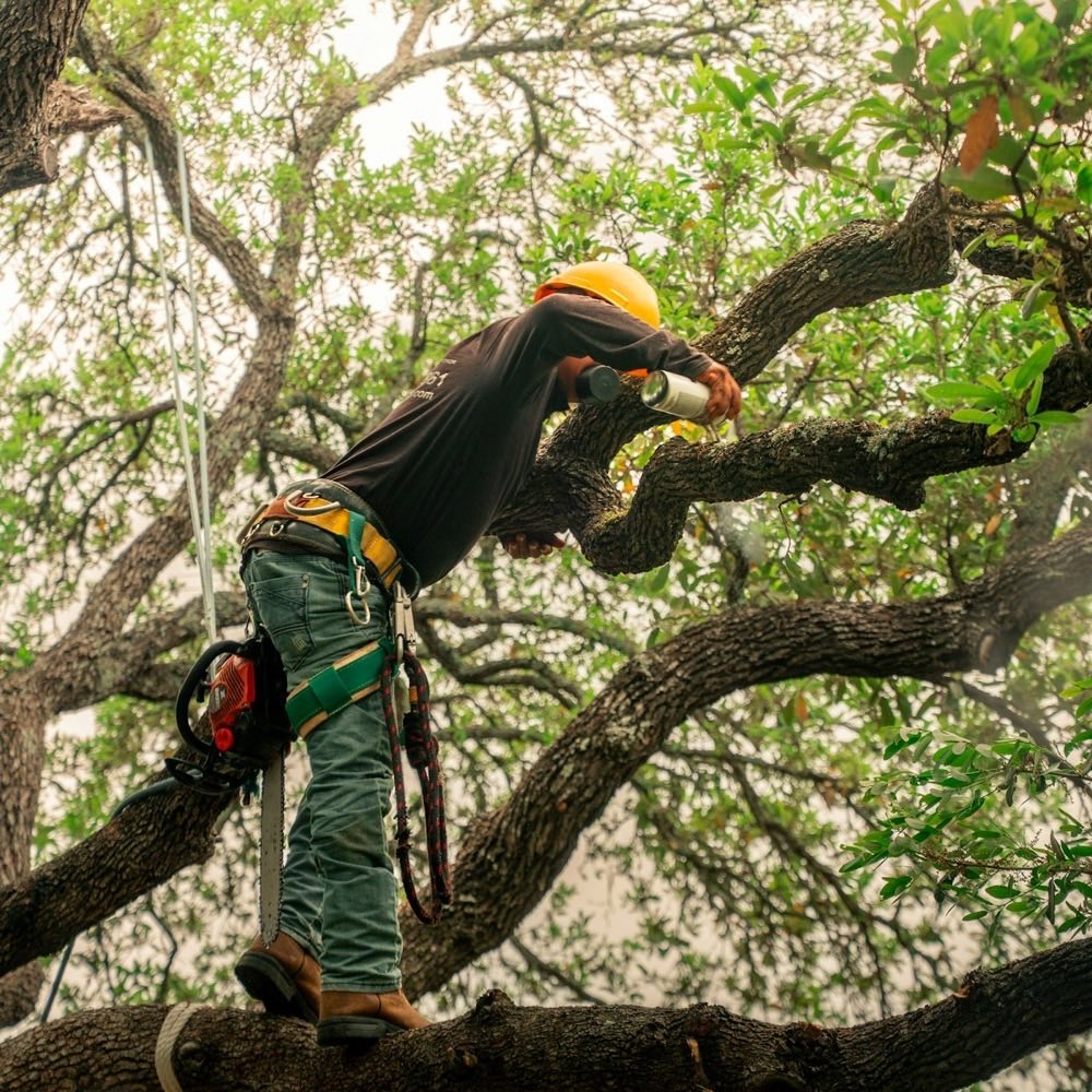 A tree surgeon pruning branches